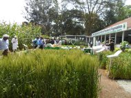 Another view of the exhibit. Here you can see the sample crops (improved varieties and machinary