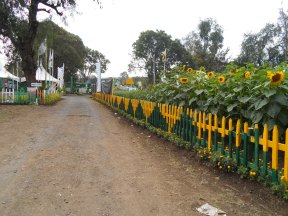 Part of the show. The sunflowers are part of another exhibit/agricultural organization.